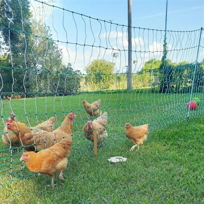 Pulwell shisha tolali parranda to'siqlari: suruvingizni bardoshli, kam xizmat ko'rsatadigan-to'siqlar bilan himoyalang